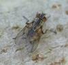 Helina sexmaculata